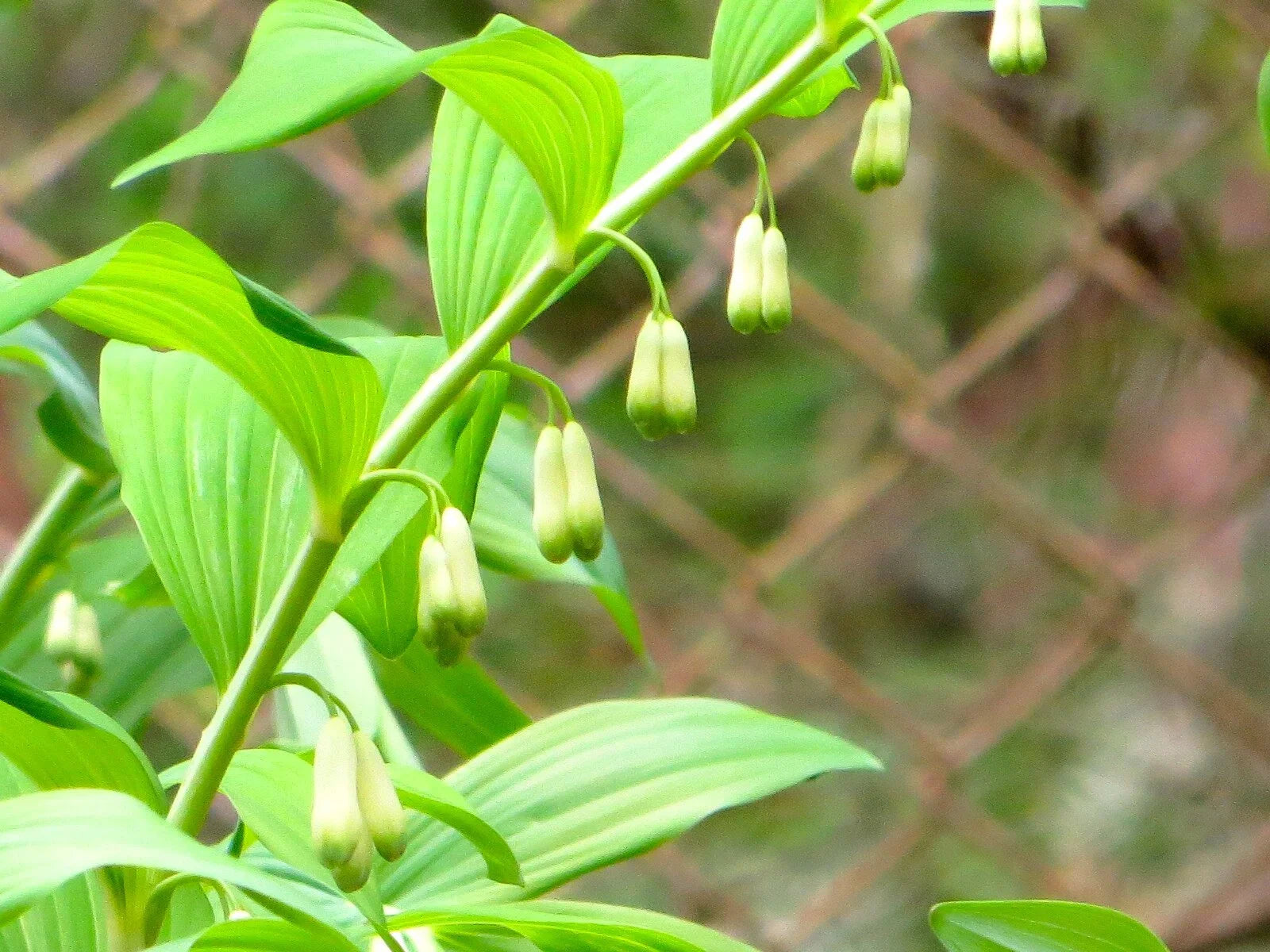 Ornamental weiß solomon’s blume samen for landscapes