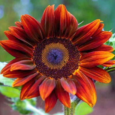 Semi di girasole rosa da seminare – ideali per le bordure – varietà tradizionale e senza OGM, semi per orto e giardino
