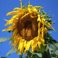 Gray Mongolian Sonnenblume Samen zur Aussaat Anzucht Traditionssorte & ohne Gentechnik Samen Hausgarten