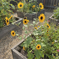 Sonnenblumen Samen Henry Wild