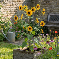 Sonnenblumen Samen Henry Wild