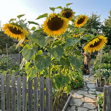Sonnenblumen Samen Russische Riesen