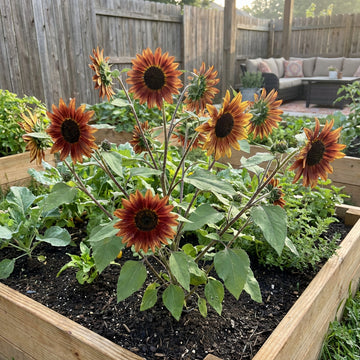 Sonnenblume Earthwalker Samen