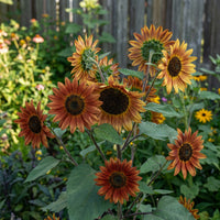 Sonnenblume Earthwalker Samen