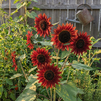 Sonnenblumen Samen Evening Sun Red