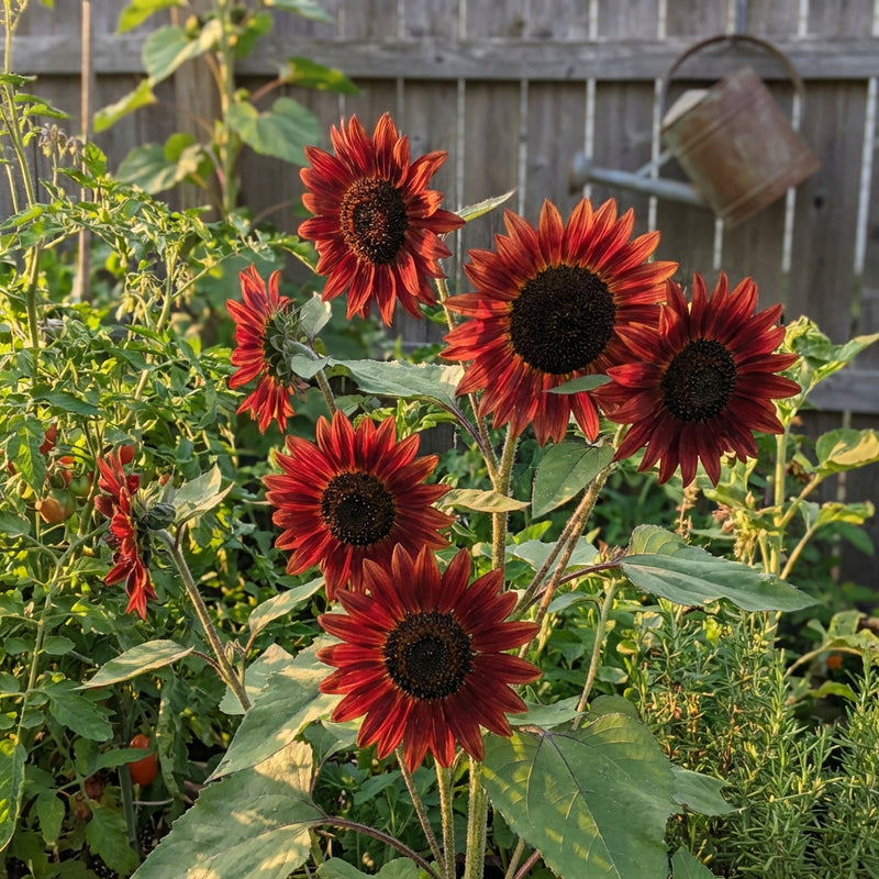 Semillas de girasol Evening Sun Red