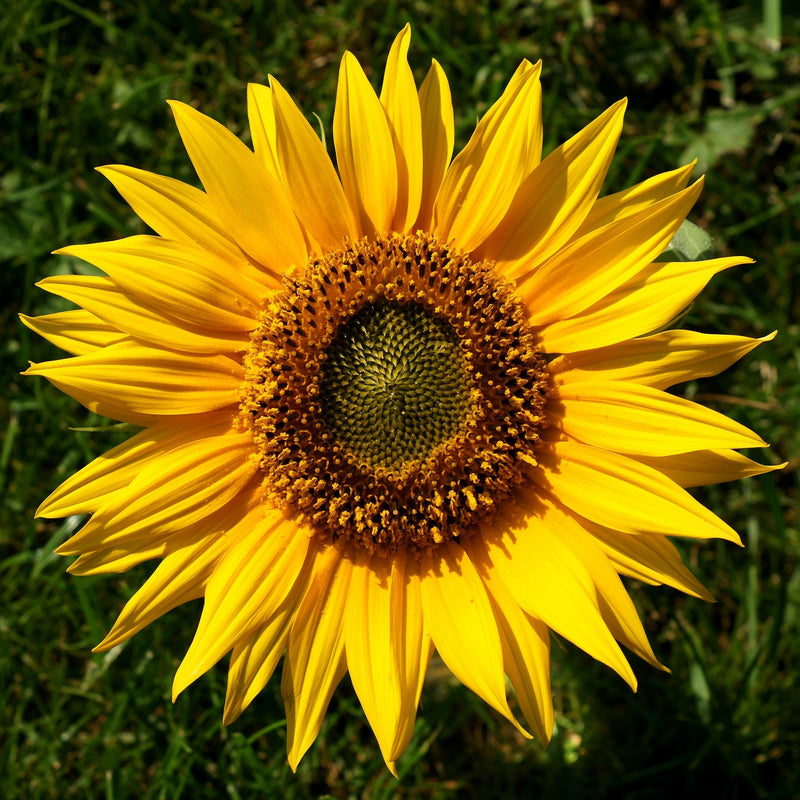 Sonnenblume Samen zur Aussaat Landhaus Garten wichtig Traditionssorte & ohne Gentechnik Samen Hausgarten