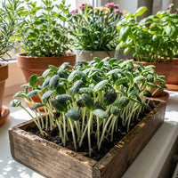 Sonnenblumen Microgreens Samen fuer Anzucht