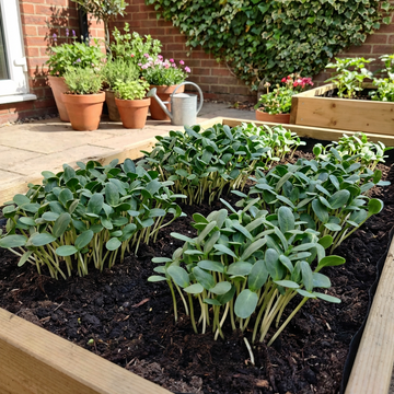 Sonnenblumen Microgreens Samen