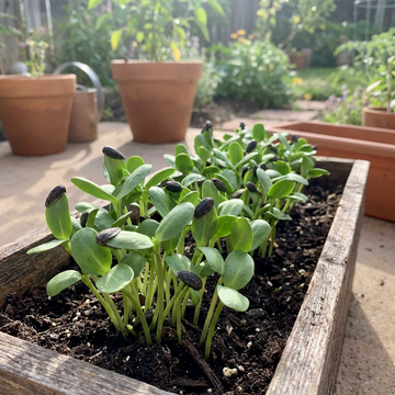 Sonnenblumen Microgreens Samen fuer Anzucht