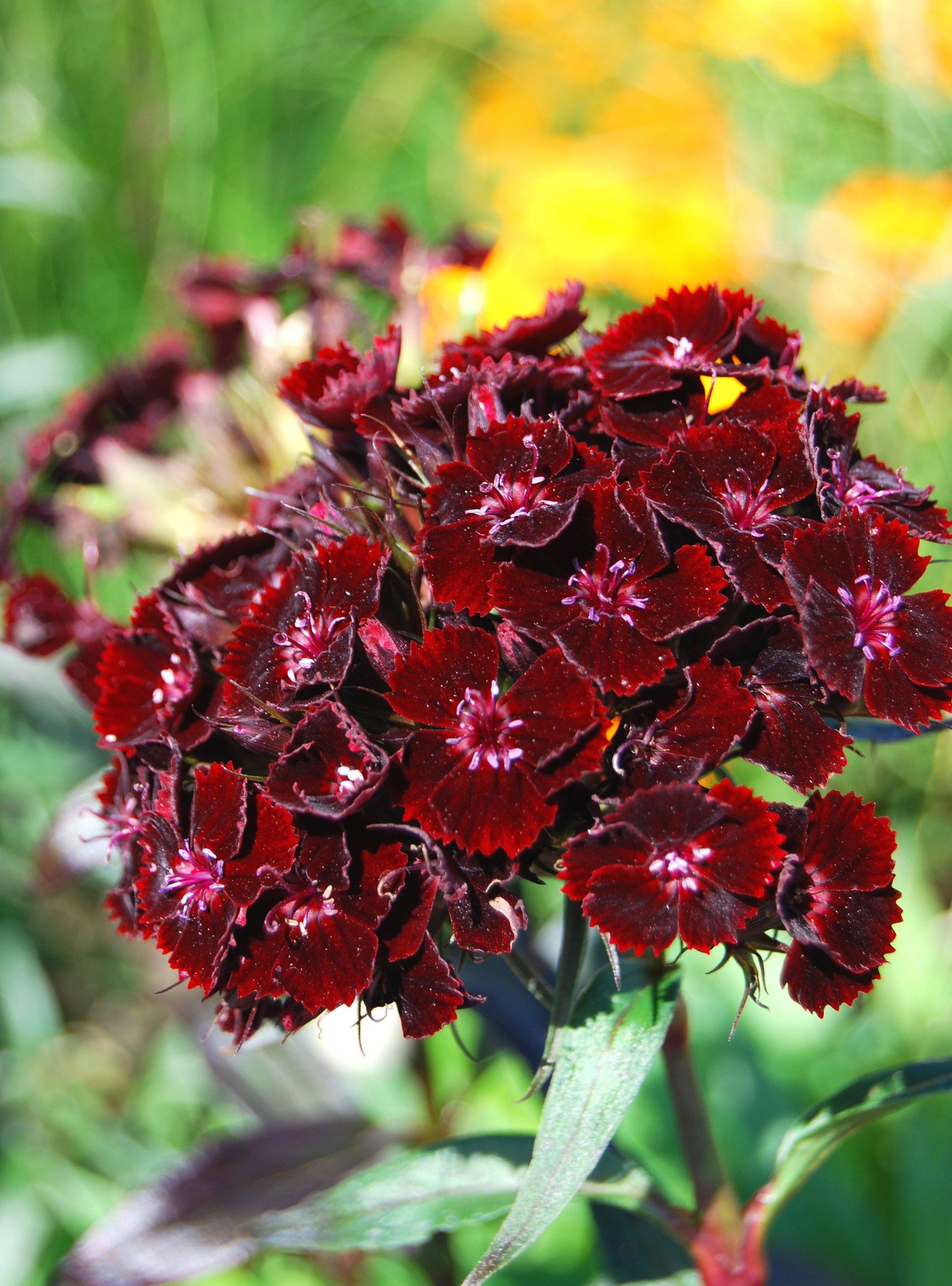 Kastanienrot William Nelke Samen zur Aussaat – leuchtend einjährige Blume Samen