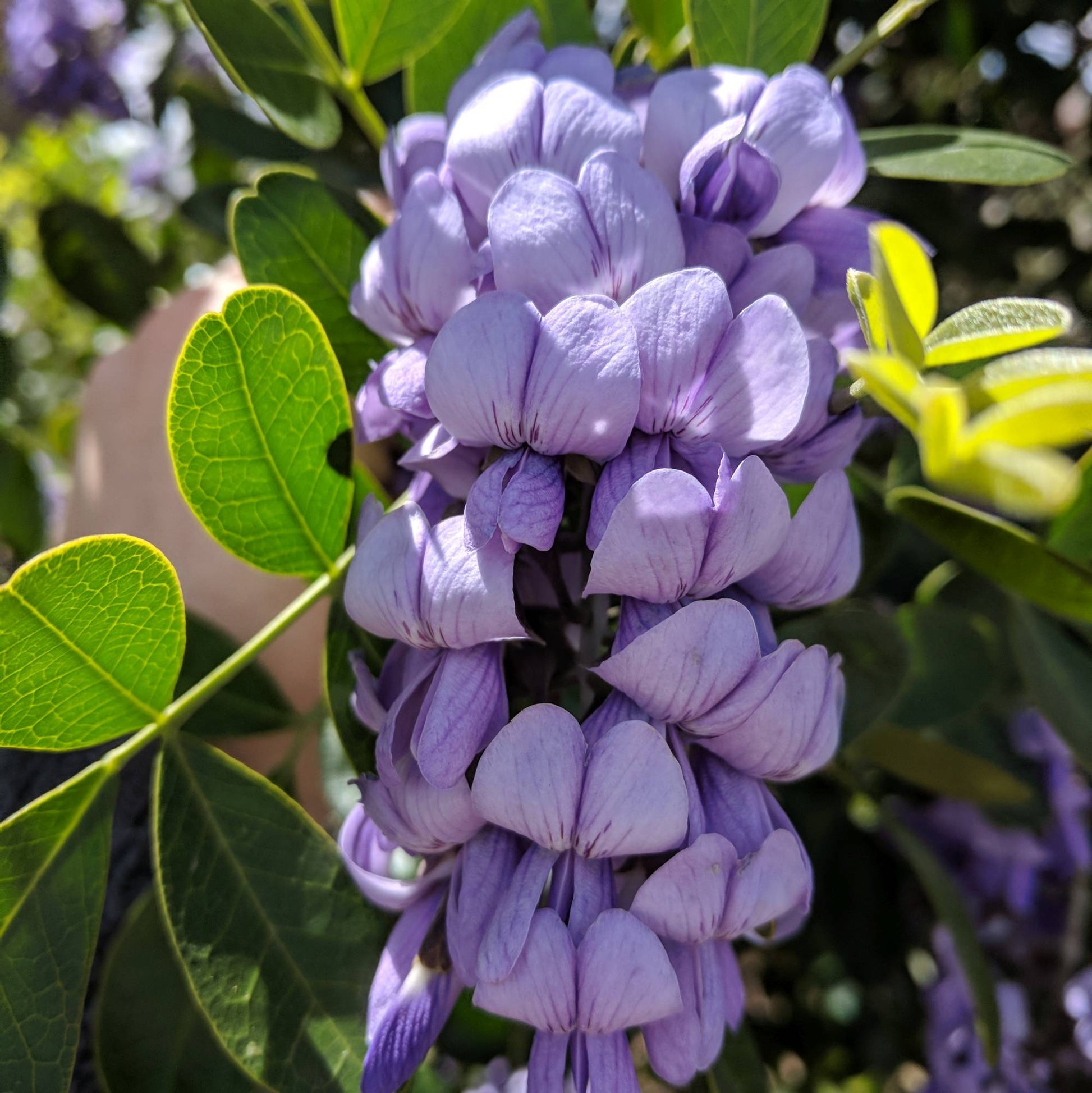 Secundiflora Blumensamen zur Aussaat Drought verträglich Traditionssorte & ohne Gentechnik Samen Hausgarten