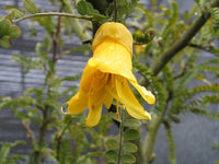 Rot Sophora Blumensamen zur Aussaat Anzucht Traditionssorte & ohne Gentechnik Samen Hausgarten