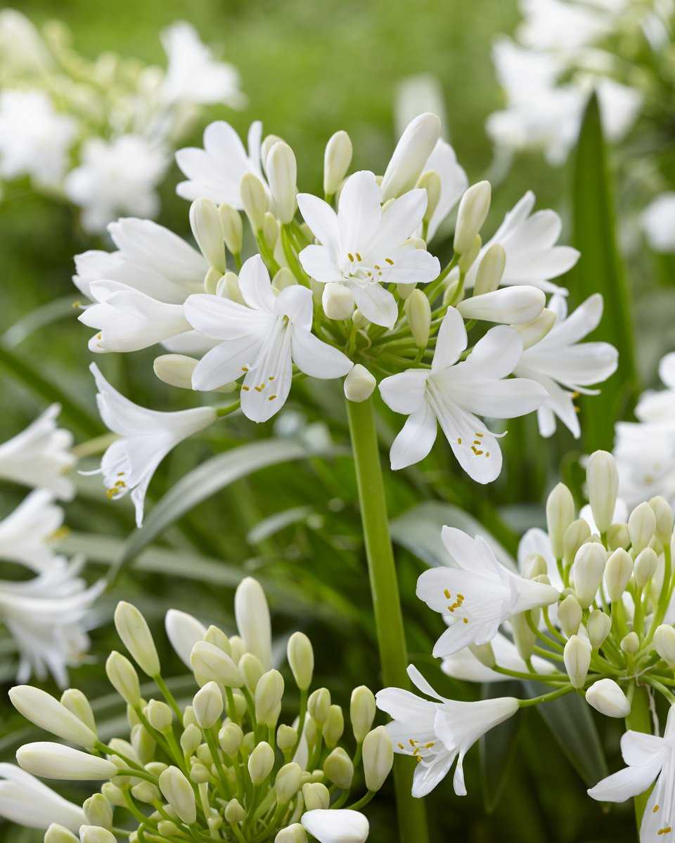 Weiß Agapanthus Blumensamen zur Aussaat – mehrjährige Blüten