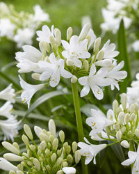 Weiß Agapanthus Blumensamen zur Aussaat – mehrjährige Blüten