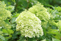 Grün Hortensie Blumensamen zur Aussaat saisonal Dauerblüher Traditionssorte & ohne Gentechnik Samen Hausgarten
