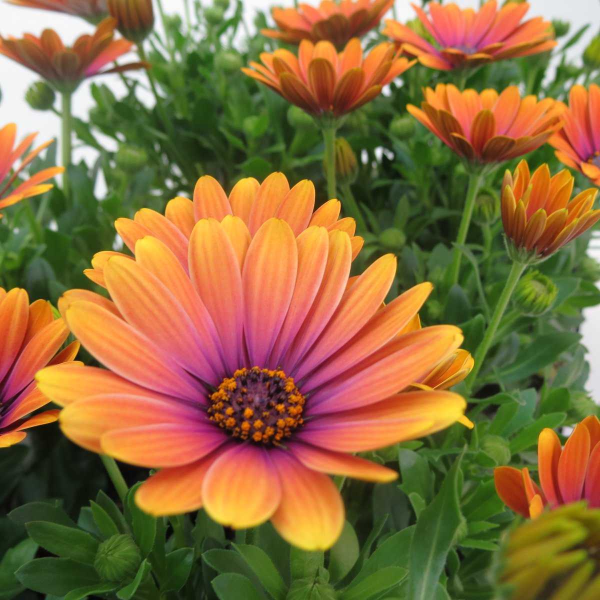 Orange und Blau William Kapkörbchen Blumensamen zur Aussaat leuchtend Blüten Traditionssorte & ohne Gentechnik Samen Hausgarten