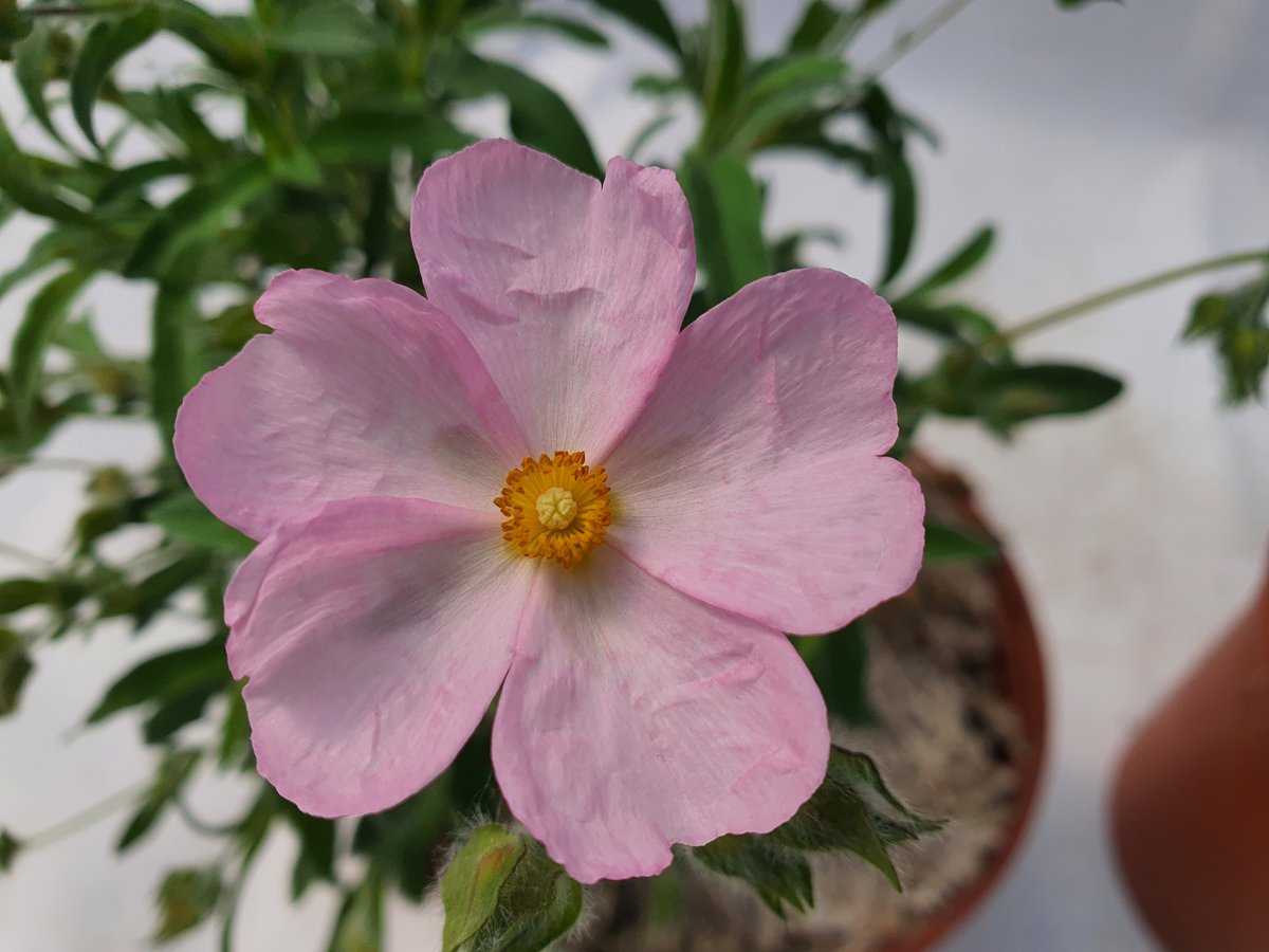Zistrose Blumensamen zur Aussaat – Anzucht – Traditionssorte & ohne Gentechnik Samen Hausgarten
