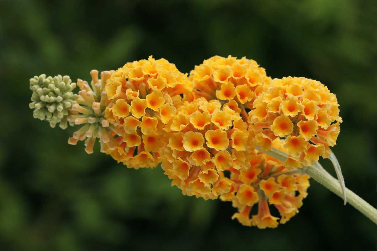 Sommerflieder Blumensamen zur Aussaat saisonal Dauerblüher Traditionssorte & ohne Gentechnik Samen Hausgarten