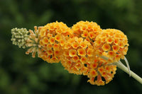 Sommerflieder Blumensamen zur Aussaat saisonal Dauerblüher Traditionssorte & ohne Gentechnik Samen Hausgarten