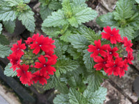 Rot Eisenkraut Scarlet Blumensamen zur Aussaat Garten beliebt Traditionssorte & ohne Gentechnik Samen Hausgarten