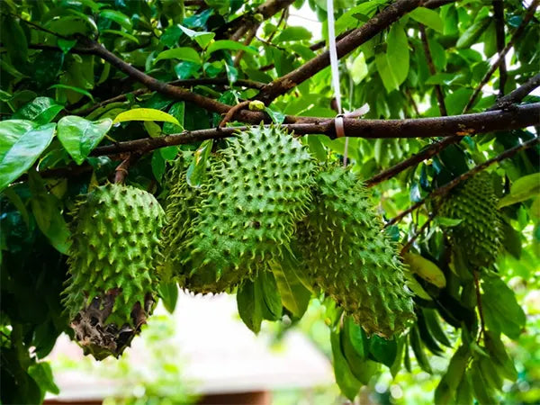 Sauerampfer frucht samen für einfaches Anpflanzen