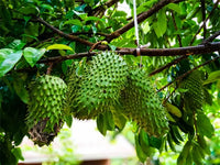 Sauerampfer frucht samen für einfaches Anpflanzen