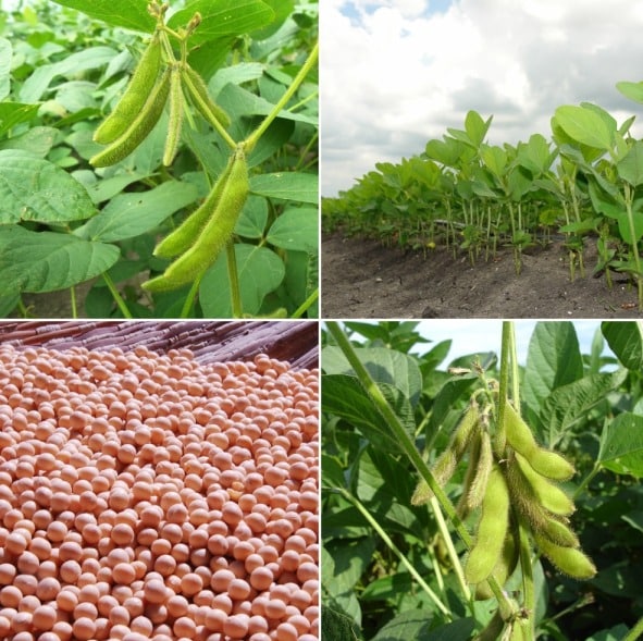 Braun Edible Soybean Samen - 1 Planting Samen