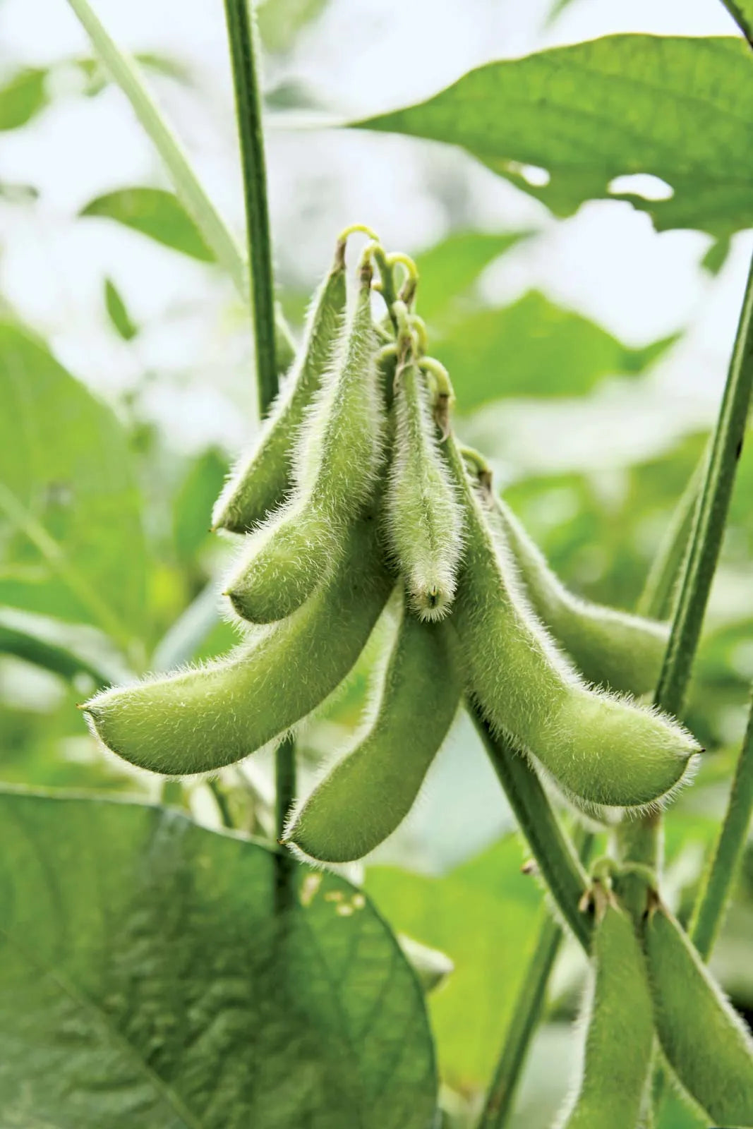 Braun Soybean Planting Samen for Gemüse Gardening