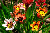 Gemischt Sparaxis Blumensamen zur Aussaat – leuchtend Blüten – Traditionssorte & ohne Gentechnik Samen Hausgarten