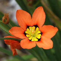 Sparaxis Tricolor Rose Blumensamen zur Aussaat farbenfroh Schau Traditionssorte & ohne Gentechnik Samen Hausgarten