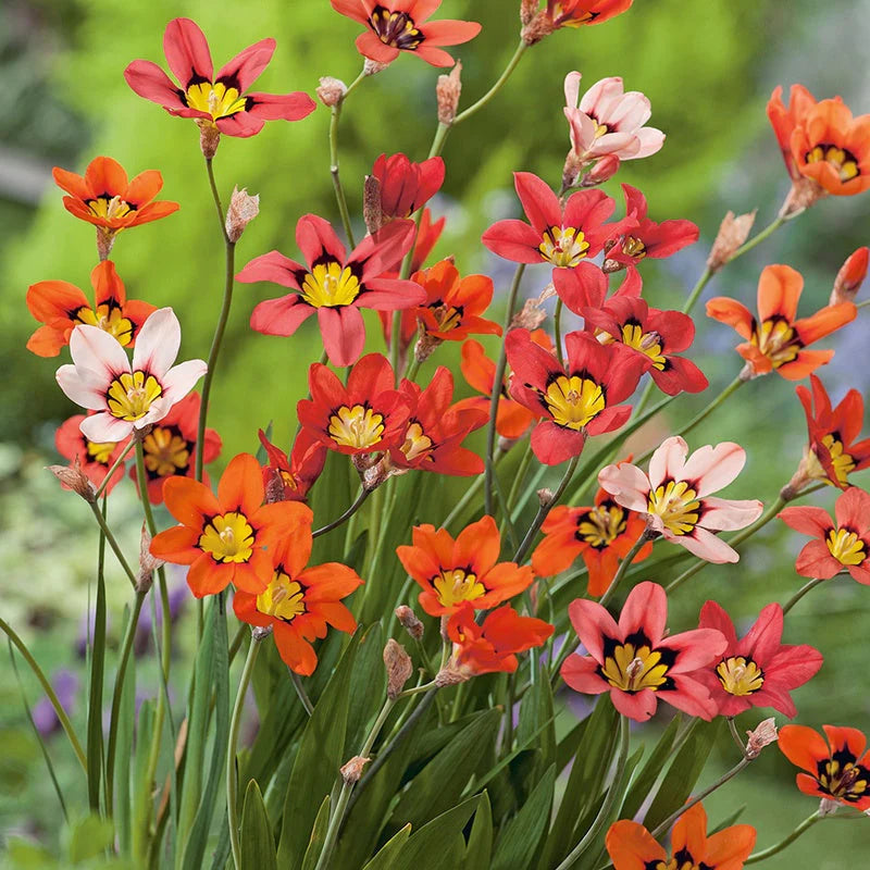 Sparaxis Mischung Samen zur Aussaat farbenfroh Gartenblumen