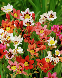 Mischung Apple Blossom Blumensamen zur Aussaat – Bestäuber freundlich – Traditionssorte & ohne Gentechnik Samen Hausgarten