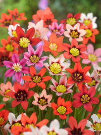 Sparaxis Tricolor Rose Blumensamen zur Aussaat farbenfroh Schau Traditionssorte & ohne Gentechnik Samen Hausgarten