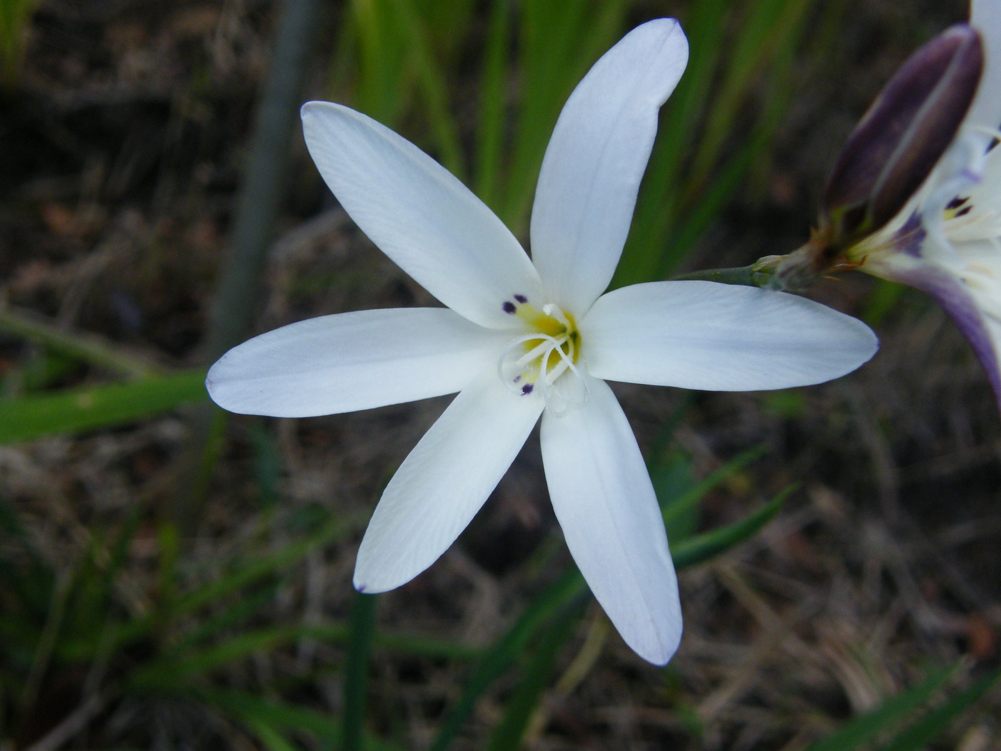 Weiß Sparaxis Blumensamen zur Aussaat Schnitt Blume beliebt Traditionssorte & ohne Gentechnik Samen Hausgarten