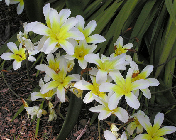 Weiß Sparaxis Blumensamen zur Aussaat Schnitt Blume beliebt Traditionssorte & ohne Gentechnik Samen Hausgarten