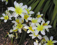Weiß Sparaxis Blumensamen zur Aussaat Schnitt Blume beliebt Traditionssorte & ohne Gentechnik Samen Hausgarten