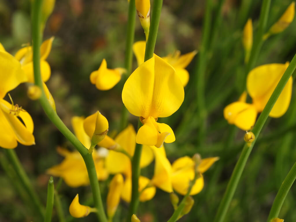 Spartium Blumensamen zur Aussaat Bestäuber freundlich Traditionssorte & ohne Gentechnik Samen Hausgarten