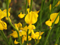Spartium Blumensamen zur Aussaat Bestäuber freundlich Traditionssorte & ohne Gentechnik Samen Hausgarten