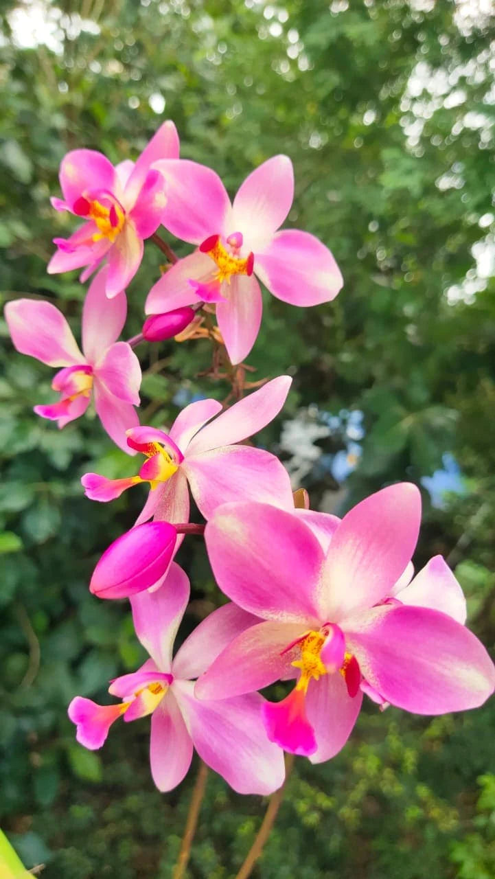 Rosa Doritaenopsis Blumensamen zur Aussaat – Anzucht – Traditionssorte & ohne Gentechnik Samen Hausgarten