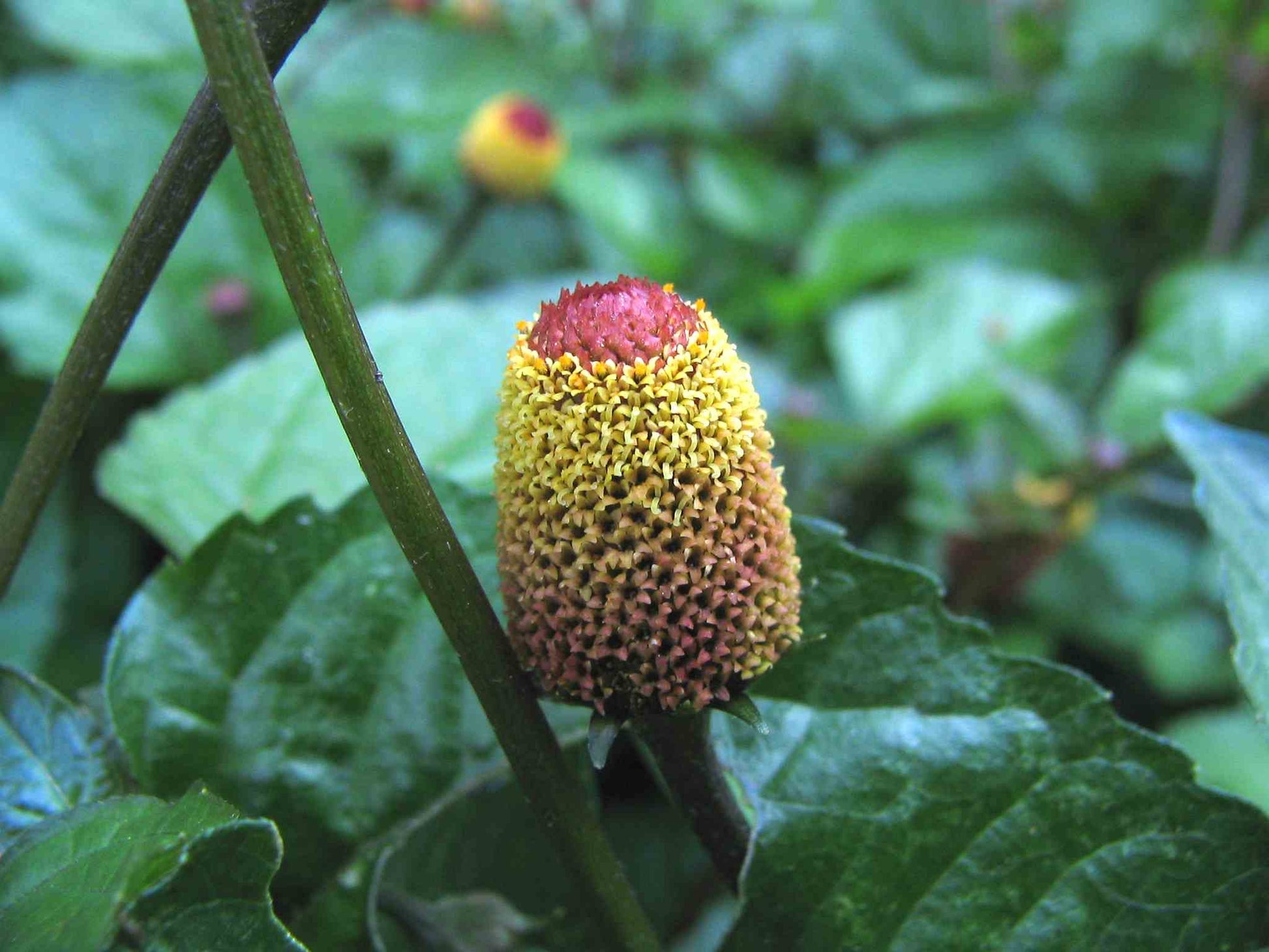 Spilanthes Blumensamen zur Aussaat saisonal Dauerblüher Traditionssorte & ohne Gentechnik Samen Hausgarten