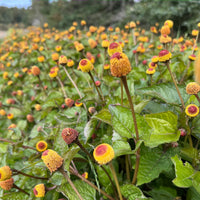 Oleracea Blumensamen zur Aussaat – ideal Rabatten – Traditionssorte & ohne Gentechnik Samen Hausgarten