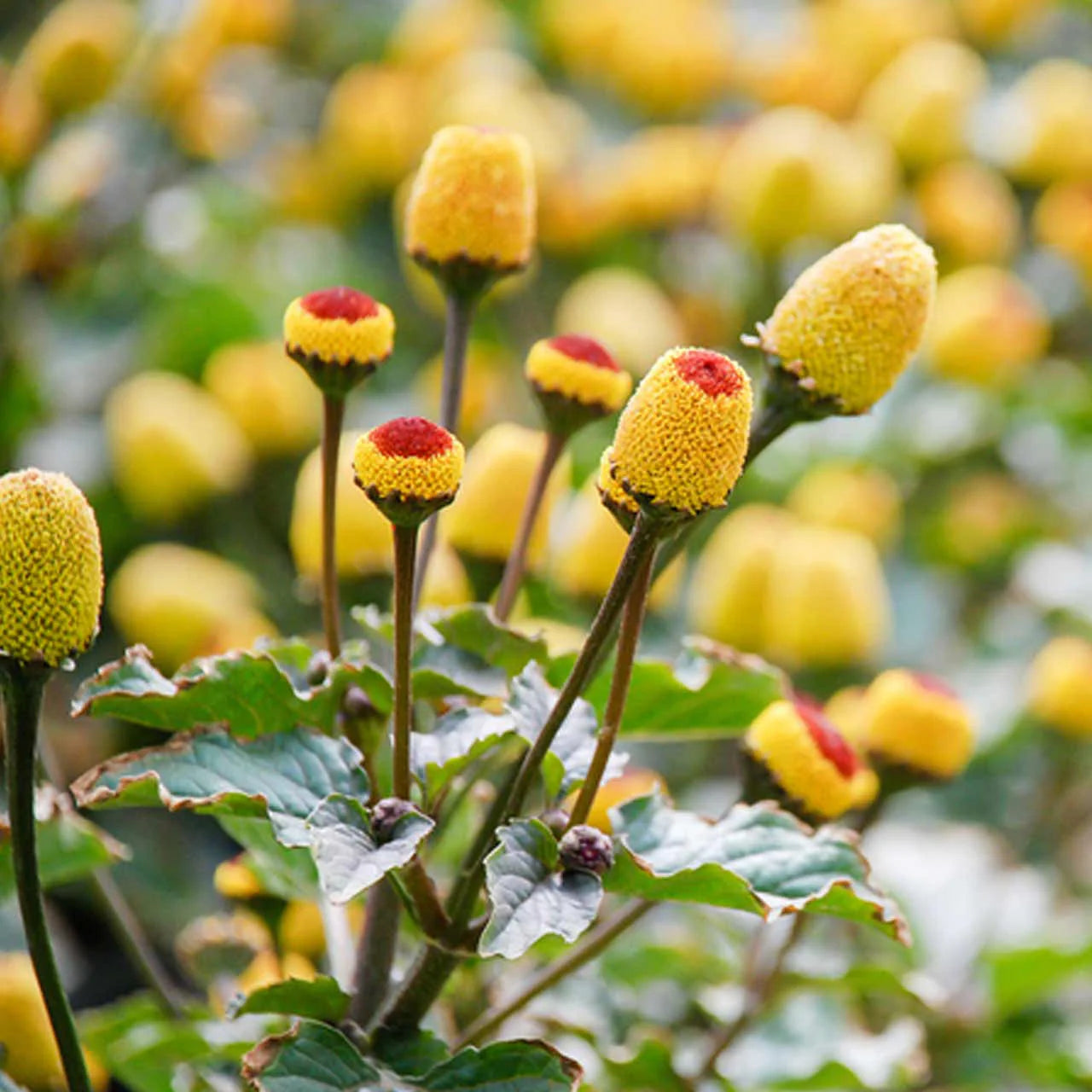 Spilanthes Blumensamen zur Aussaat saisonal Dauerblüher Traditionssorte & ohne Gentechnik Samen Hausgarten
