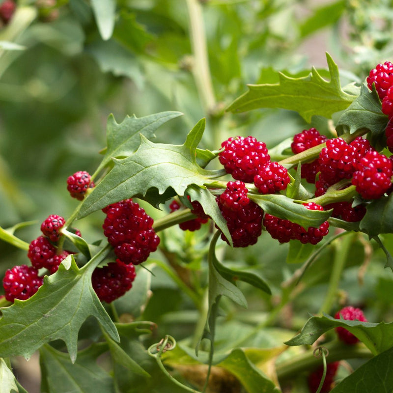 Semi di frutti di spinacio fragola per una coltivazione facile