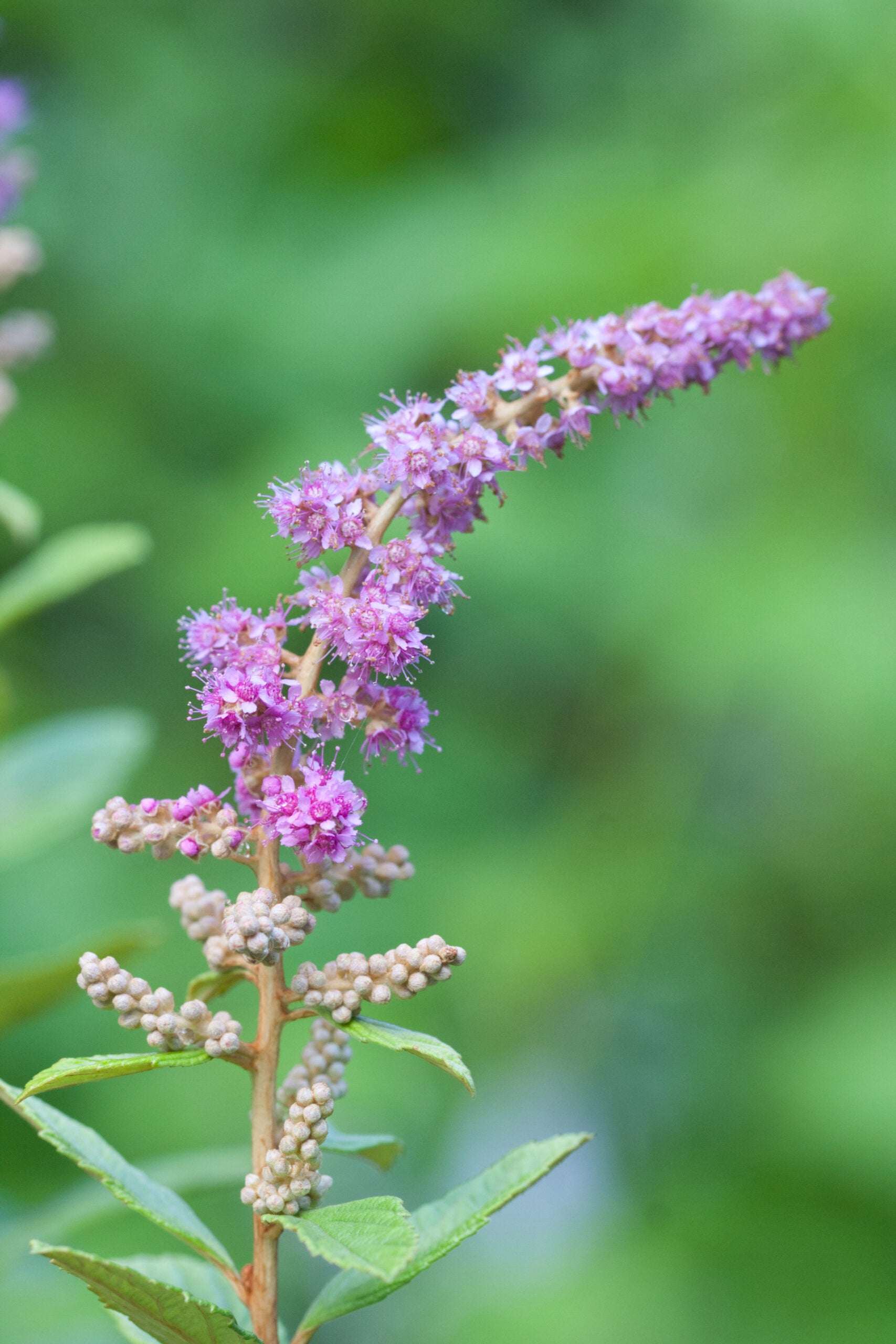 Lila Prachtspiere Blumensamen zur Aussaat – Halbschatten verträglich – Traditionssorte & ohne Gentechnik Samen Hausgarten