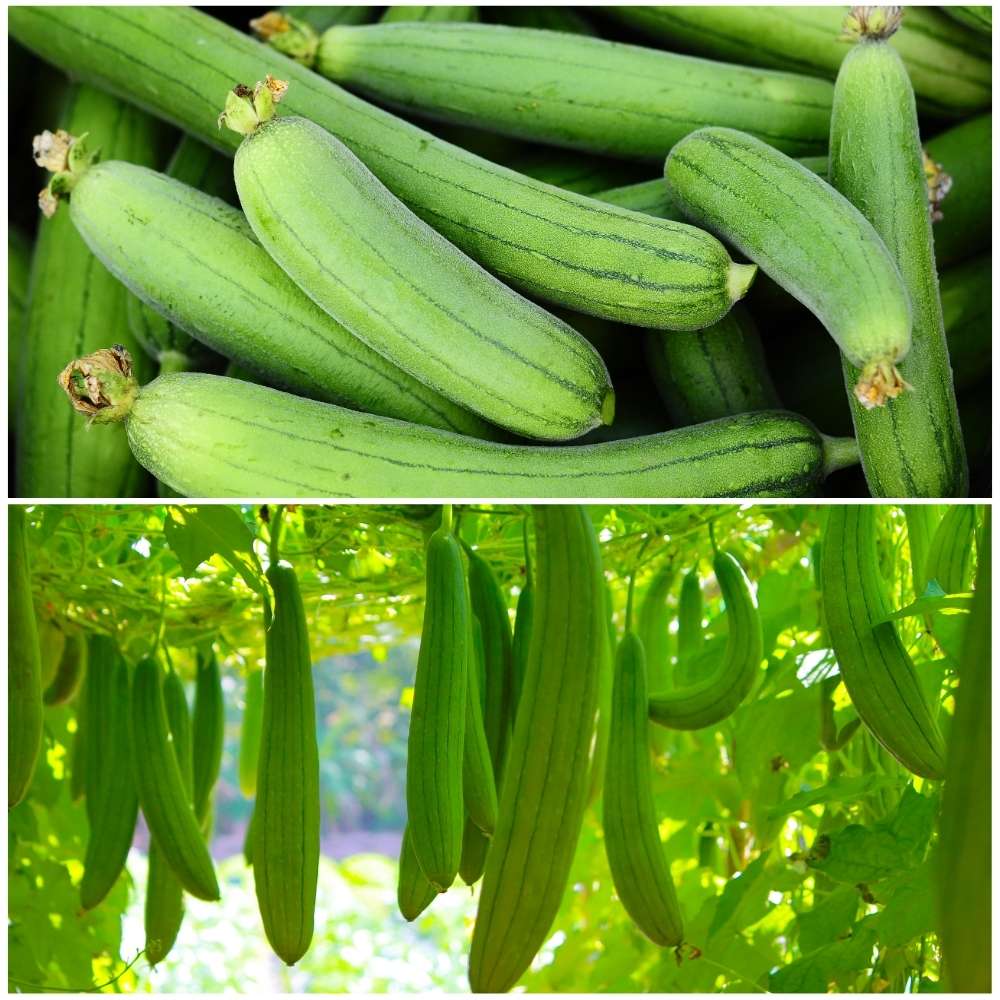 Sponge Gourd Gemüsesamen für einfache Aussaat