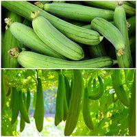 Sponge Gourd Gemüsesamen für einfache Aussaat