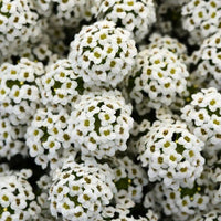 Weiß Snow Blumensamen zur Aussaat farbenfroh Schau Traditionssorte & ohne Gentechnik Samen Hausgarten