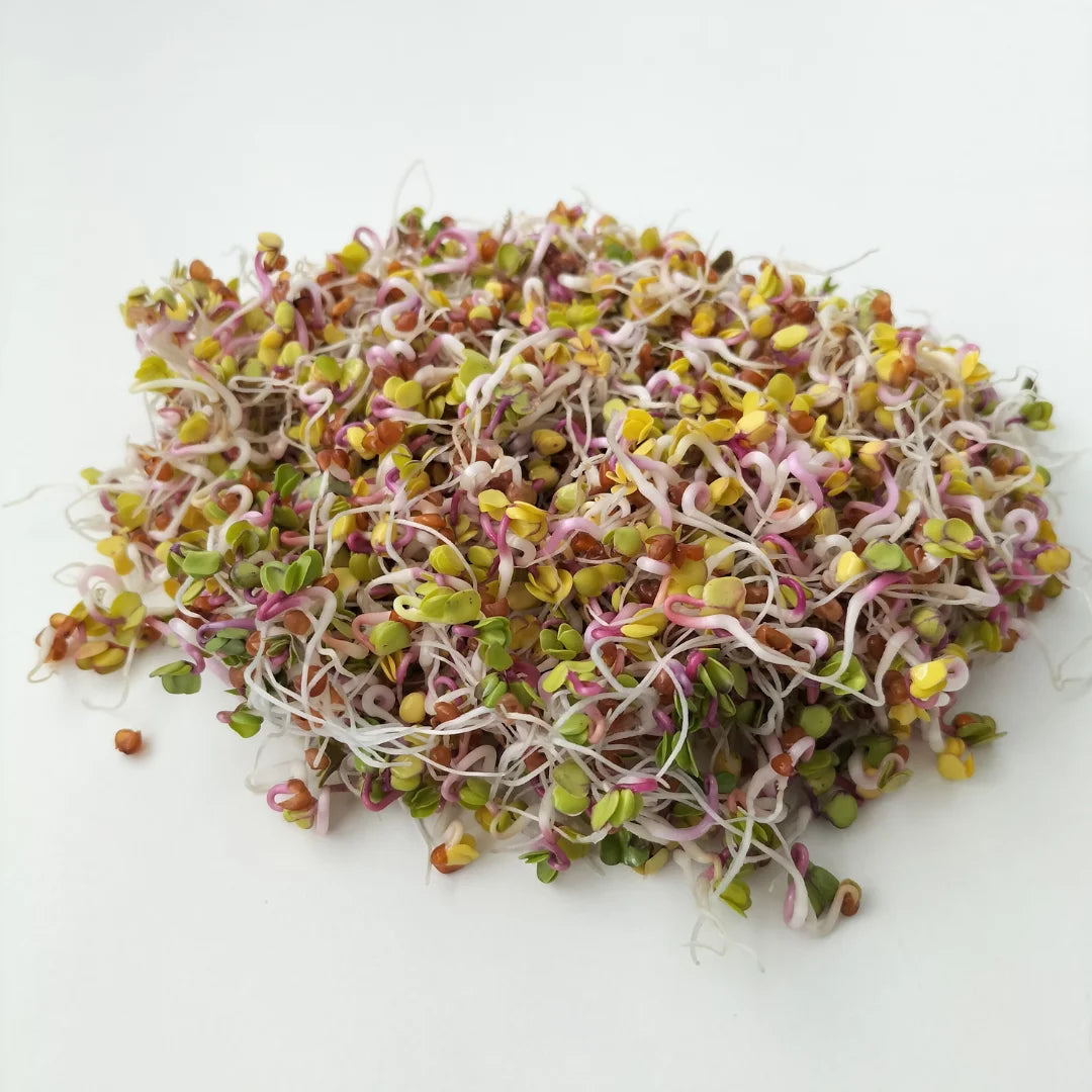 China Rose Rettichsamen Samen Spicy – Flavorful Radishes
