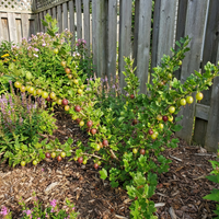 Stachelbeeren Samen Ribes uva crispa
